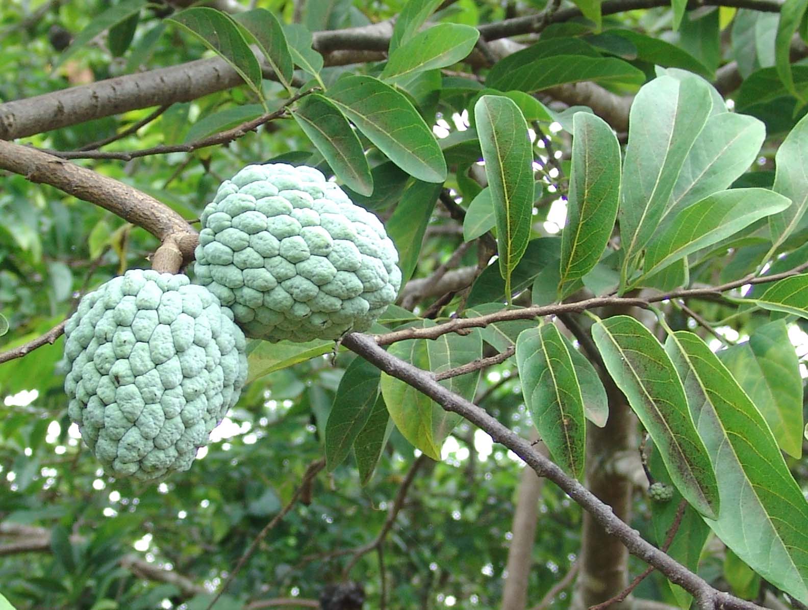 Annona squamosa